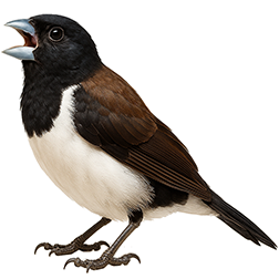 Magpie Mannikin